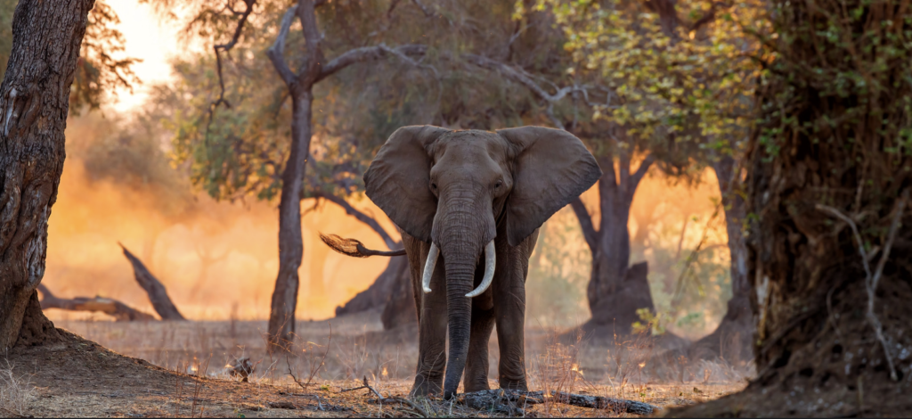 Elephant - Mana Pools